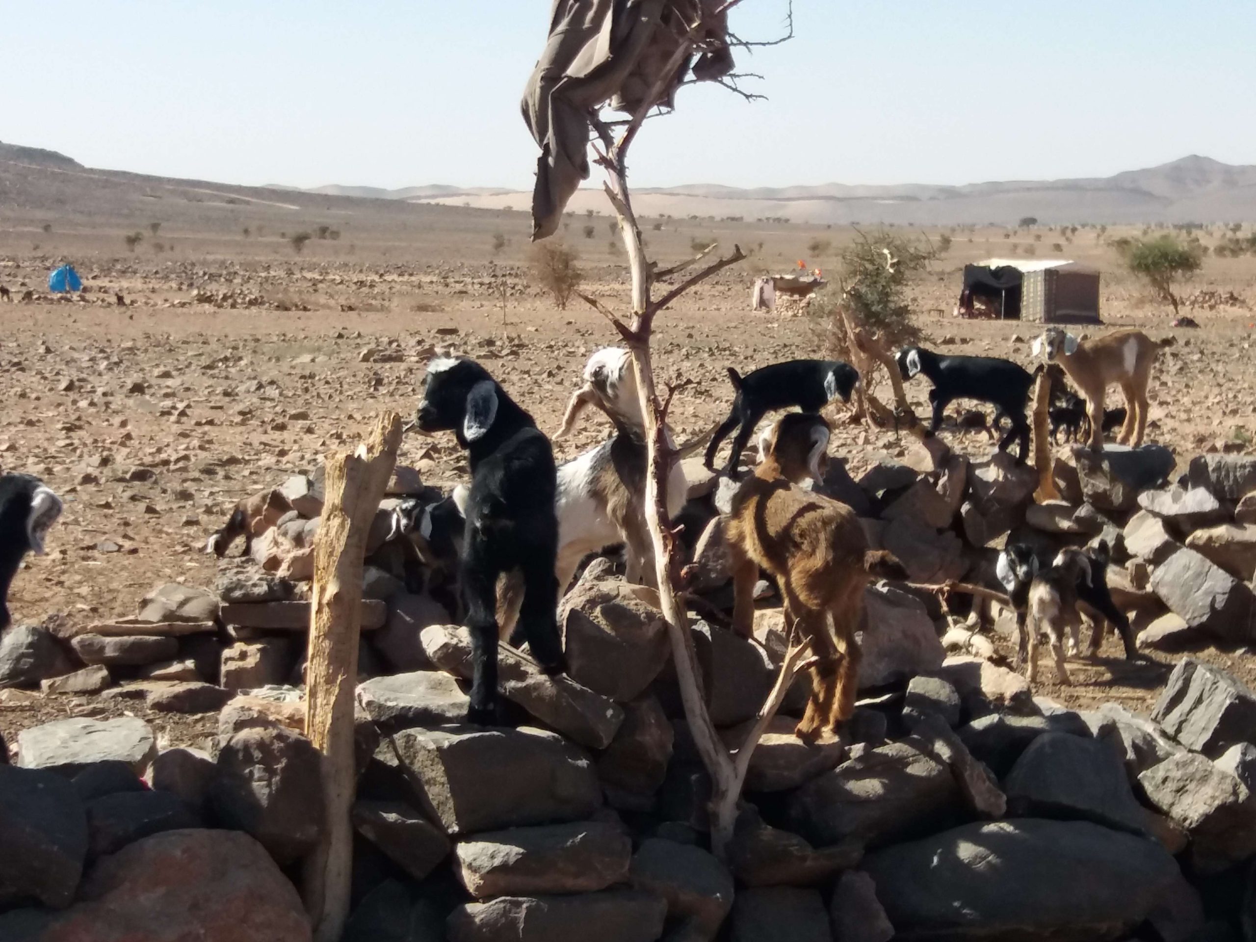 visiting Nomads in morocco tours