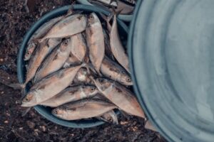 Moroccan sea food