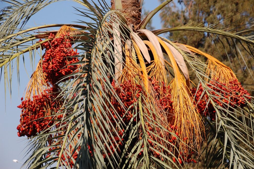 dates, palm, date palm