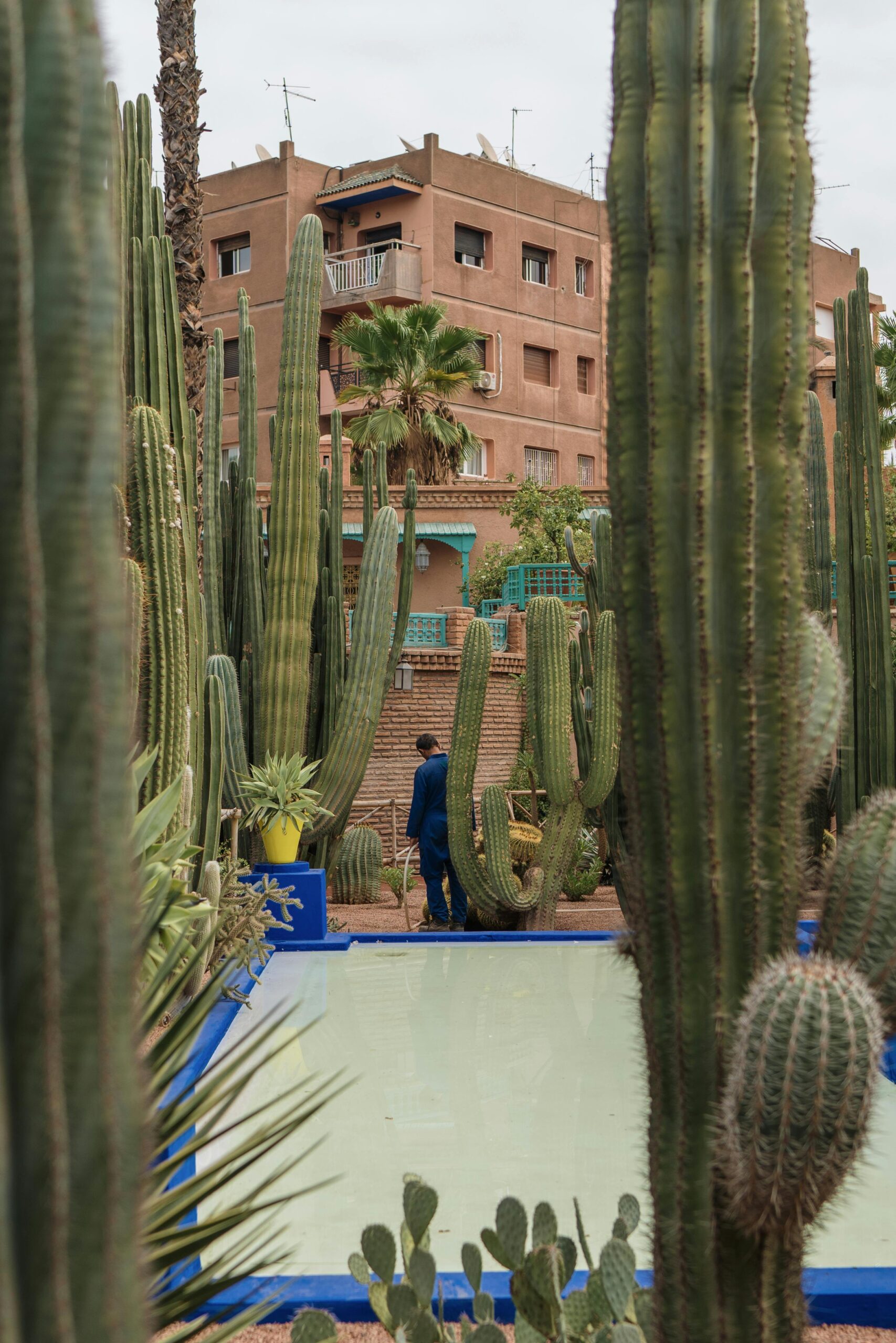 A gardener working among tall cacti near a pool in Marrakesh. Unique blend of architecture and flora.