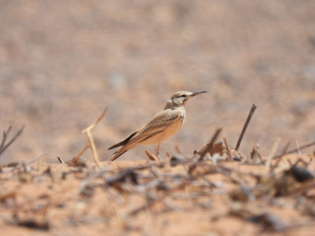 birding tours in Morocco