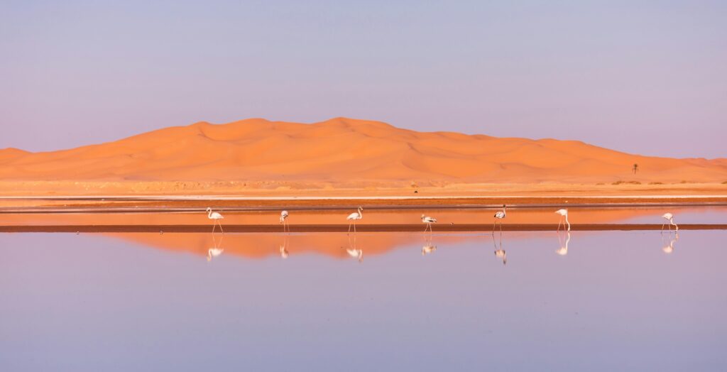 morocco birding tours