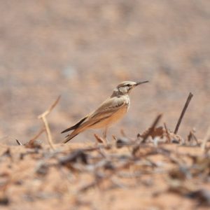 birding tours in Morocco
