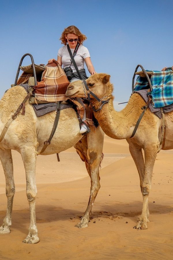 camel, desert, namib desert, blue skies, namibians, camel rides, tourism, dune, brown desert, camel, camel, camel, camel, nature, camel